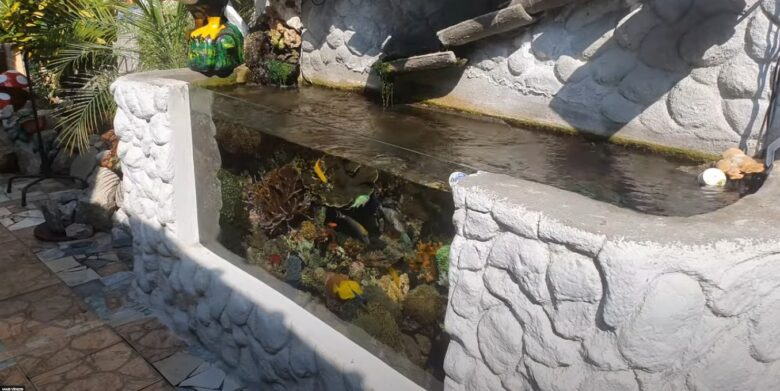 a fish tank with fish and other fish
